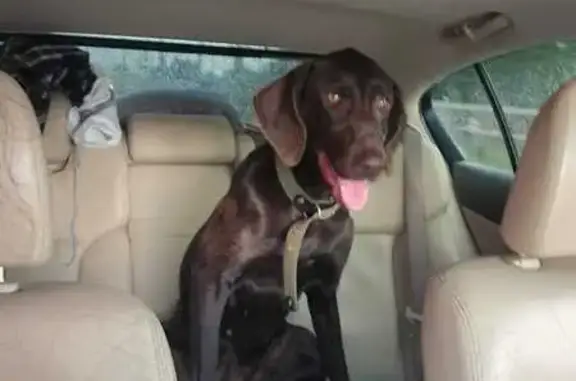 Найдена собака, А-321, поворот на Рассвет - photo