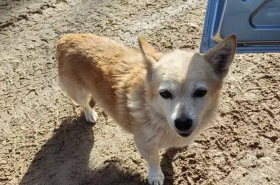 Найдена собака, Октябрьское, 11К-015 - photo