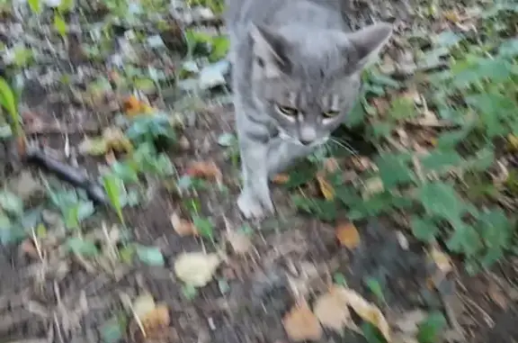 Найдена кошка, ул. Академика Королева, Москва