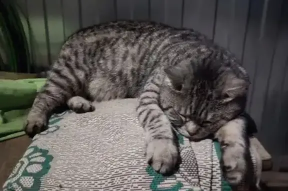 Кошки потеряшки, Курск, фото: Потеряшка британский кот на ул. Цюрупы, 110