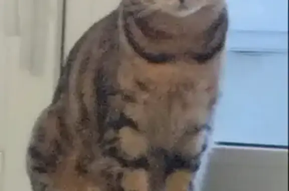 Кошки потеряшки, Зыковский сельсовет, фото: Потеряшка кошка Соня, 04Н-150, Зыковский с/с