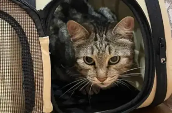 Найдена кошка, , фото: Найдена кошка, Норильск, остановка «Гаражи»