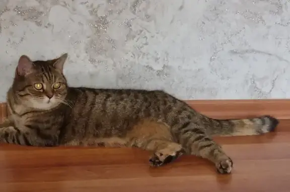 Кошки потеряшки, Алешки, фото: Потеряшка кошка, Батумская ул., 1А