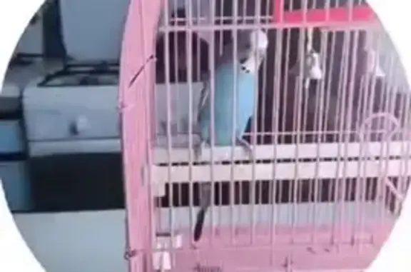 Пропал попугай Кеша, Карпенково, Воронежская обл.