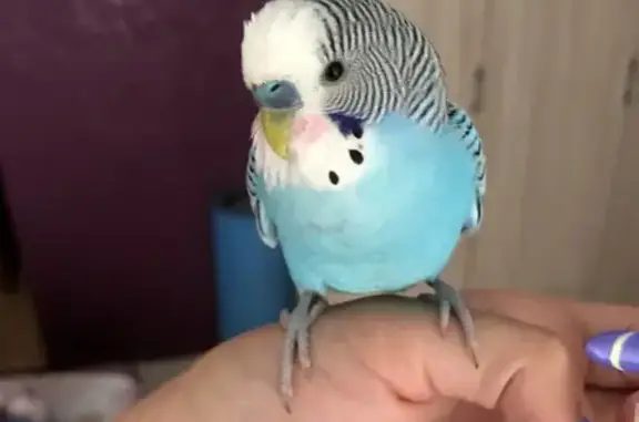 Пропал попугай, Московский пр., 15, Калининград