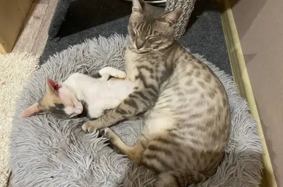 Объявления о пропавших и найденных животных, Нягань, фото: Пропала кошка на Интернациональной, 23