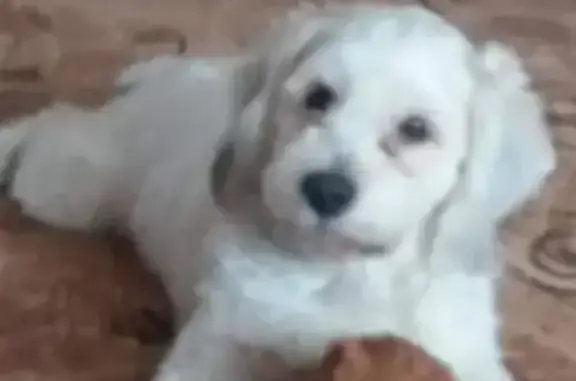 Собаки потеряшки, Спутник-1 Ст, фото: Потеряшка собака, Спутник, 46Н-05550