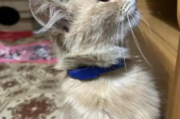 Найдена кошка, Дзержинск, фото: Найдена кошка, ул. Галкина, 3, Дзержинск