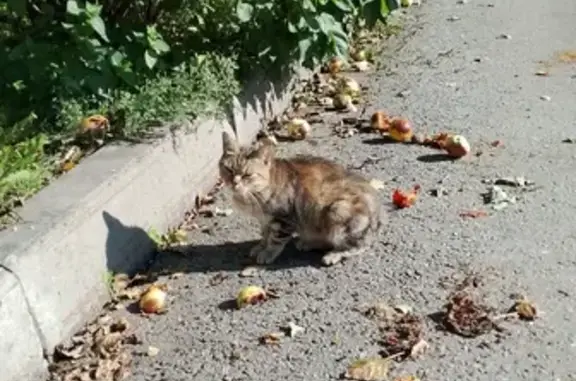 Кошка найдена на ул. Белы Куна, 23, СПб