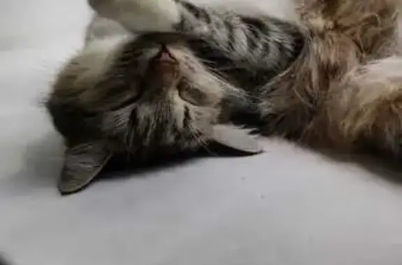 Кошки потеряшки, Армавир, фото: Потеряшка кошка, ул. Грибоедова, 67, Армавир