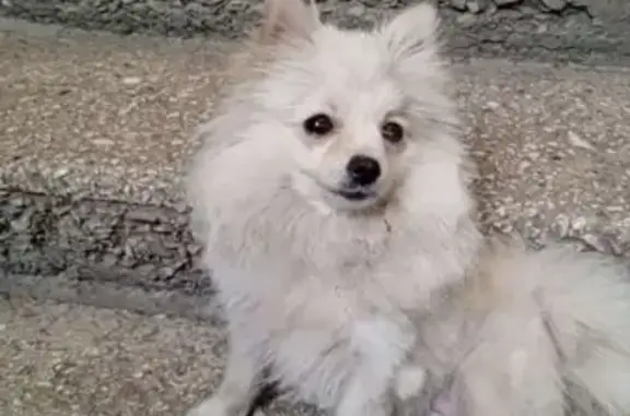 Собаки потеряшки, Шахты, фото: Потеряшка собака, Шахты, Сельская 49