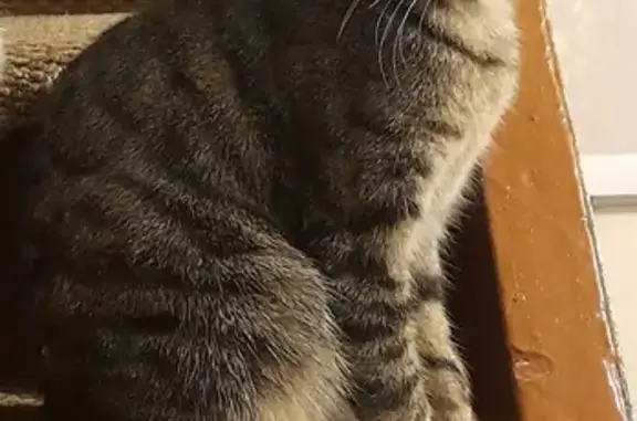 Кошки потеряшки, Томск, фото: Потеряшка кошка, Томск, ул. О. Кошевого, 13