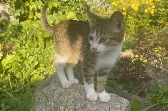 Найдена кошка, , фото: Найдена кошка, Новогоркинский тракт, Михалево
