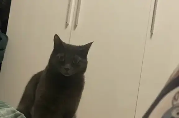 Объявления о пропавших и найденных животных, Шатурторф, фото: Пропала кошка, ул. Красные Ворота, Шатурторф