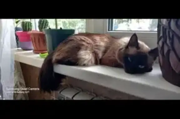 Кошки потеряшки, , фото: Потеряшка кошка, ул. Труда 78, Ижевск