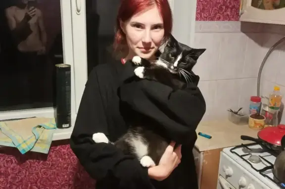 Кошки потеряшки, Дзержинск, фото: Потеряшка котик, Дзержинск, ул. Терешковой, 44