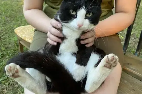 Кошки потеряшки, Югское, фото: Потеряшка кошка в д. Горка, Бавленское, Югское