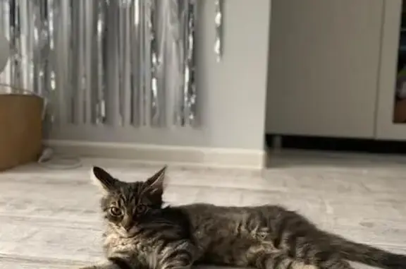 Потерянные животные Пенза, фото: Пропала кошка, Тамбовская ул. 9, Пенза