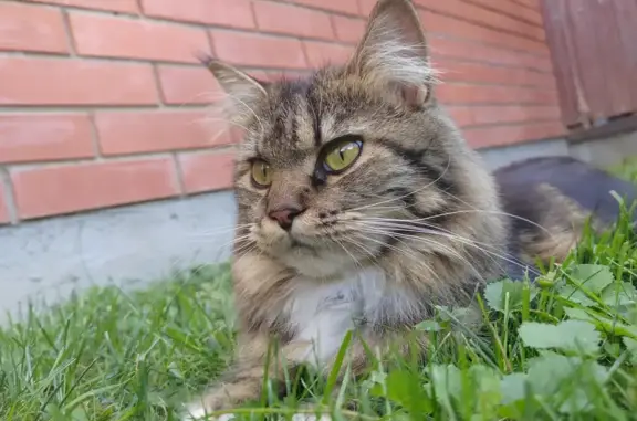 Пропала кошка, ул. Свободы, 71, Новочеркасск