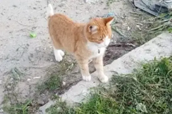 Найденные животные Тверь, фото: Найдена кошка у клиники на Нестерова, 43