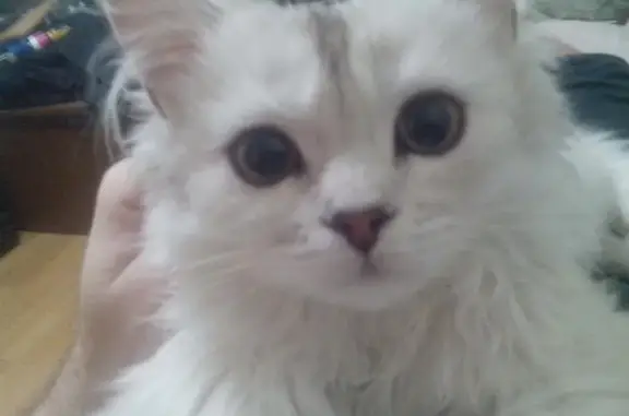 Потерянные животные Ушаковское, фото: Пропала кошка, Ушаковское с/п, Иркутск