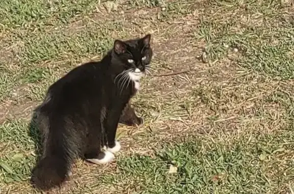 Найдена кошка, 3-й Крутицкий пер., 13, Москва