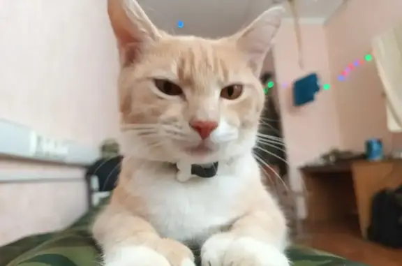 Кошки потеряшки, , фото: Потеряшка кошка, Комсомольская ул., Льгов