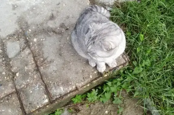 Найденные животные Тверь, фото: Найдена кошка у подъезда 1, б-р Гусева, Тверь
