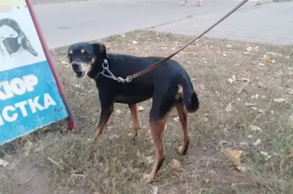 Найдена собака, Воронеж, ул. Перхоровича, 11