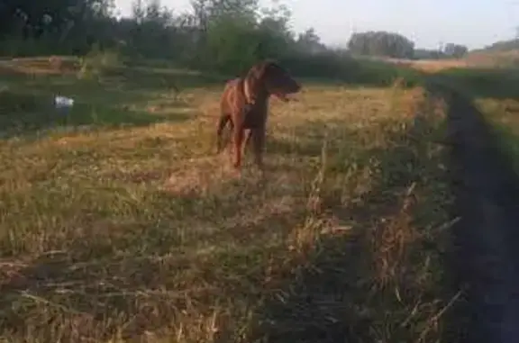 Найдена собака, Пушкинское, фото: Шоколадный лабрадор найден на Центральной, Пушкино