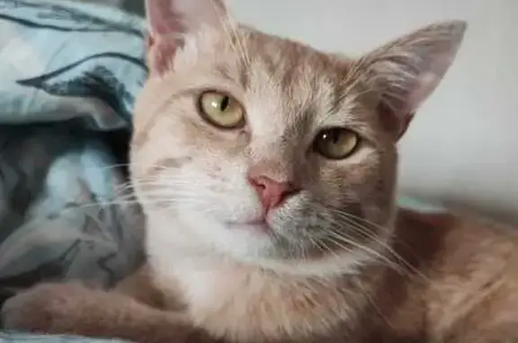 Кошки потеряшки, Гжель, фото: Потеряшка рыжий кот, Гжель, Садовая 2