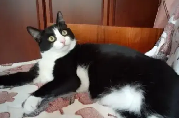 Потерянные животные Пенза, фото: Пропала кошка, Ульяновская ул., 46, Пенза