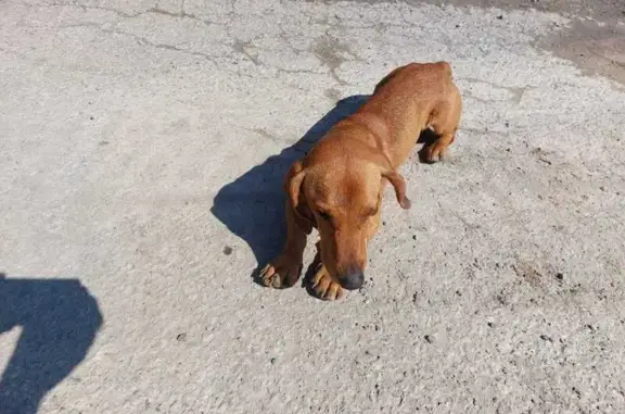 Найдена собака, Миньярское, фото: Такса у родника на автодороге Миньяр-Сим