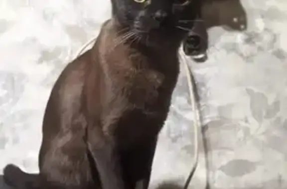 Объявления о пропавших и найденных животных, Тверь, фото: Пропала кошка на ул. А. Завидова, 36