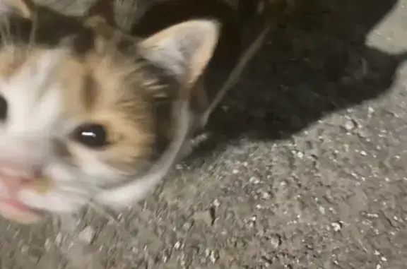 Найдена кошка, Судогда, фото: Найдена кошка, ул. Гагарина, Судогда