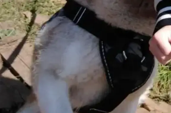 Собаки потеряшки, Кстининское, фото: Потеряшка собака, Производственная ул., 12