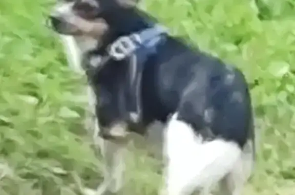 Найдена собака, Солонцовский сельсовет, фото: Собака найдена в Солонцовском сельсовете