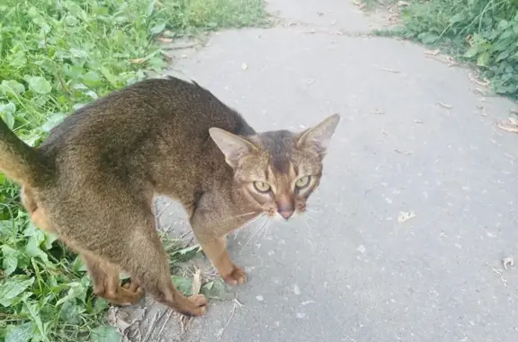 Найдена ласковая кошка, ул. Верещагина, Тула