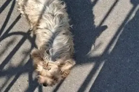 Найдена собака, Смоленск, фото: Найден йорк, серый, ул. Московский Большак, Смоленск