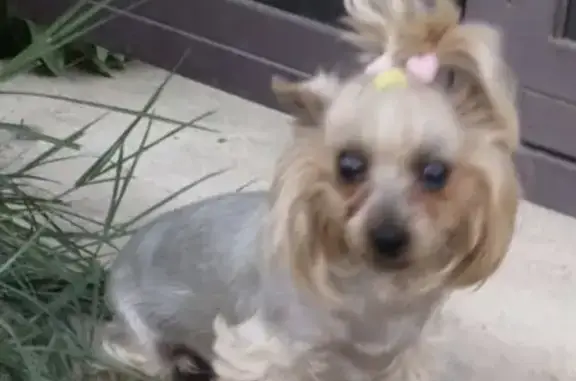 Собаки потеряшки, Веселовка, фото: Потеряшка собака, Приморский пер., Веселовка