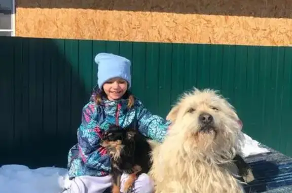 Пропала собака, ул. Молодёжи, 27, Екатеринбург