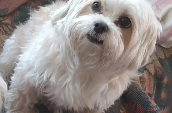 Собаки потеряшки, Марковское, фото: Потеряшка собака Тиша в СНТ Кедр, Иркутск