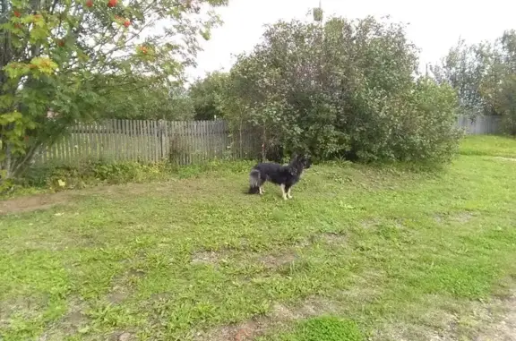 Найдена собака, , фото: Найдена собака, Озёрная улица, 3