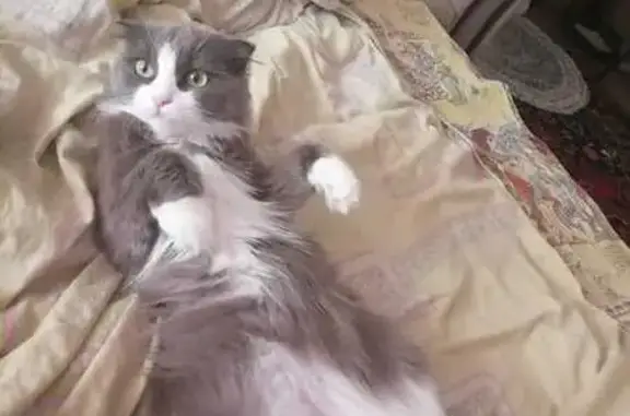 Кошки потеряшки, Кирово-Чепецк, фото: Потеряшка кошка Мася, Кирово-Чепецк, звоните!