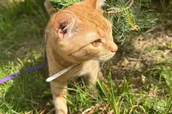 Кошки потеряшки, село имени Льва Толстого, фото: Потеряшка кошка, ул. Дзержинского, 3