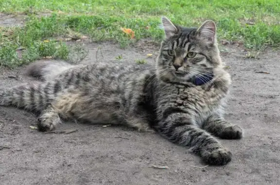 Пропала кошка в СНТ Радиоцентр, Романцево