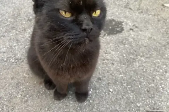 Найдена кошка на Лесной, 9, Первомайский