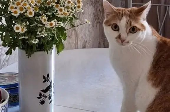 Кошки потеряшки, Большие Акияры, фото: Потеряшка кошка у гостевого дома «Wood place»