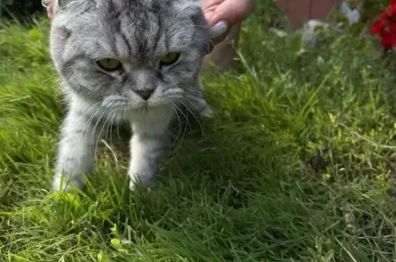 Найдена кошка на Книжной, Калининград