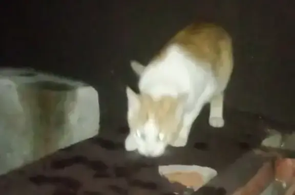 Найдена кошка, Липецк, фото: Найдена рыжая кошка, ул. Хренникова, Липецк